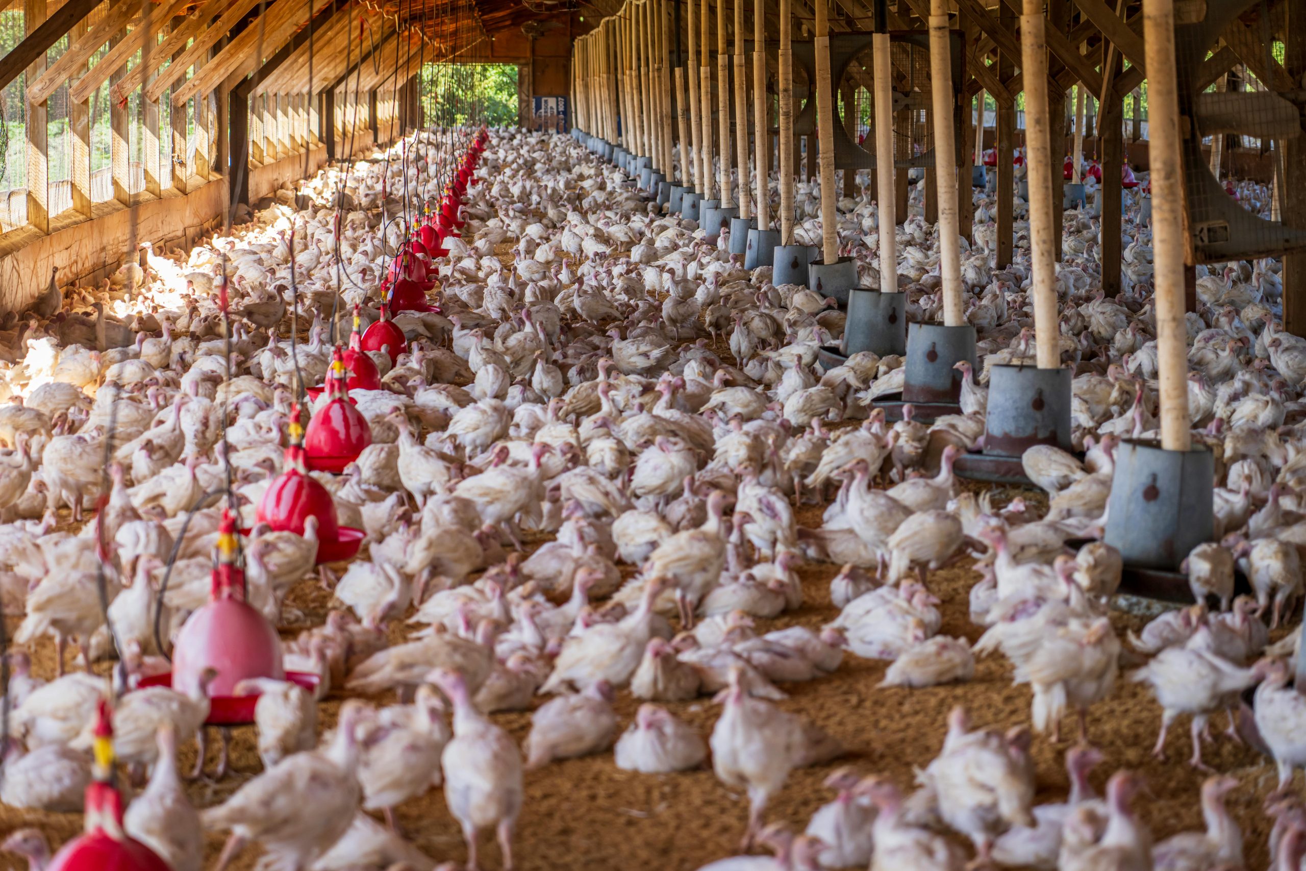 Spacious indoor poultry farm housing numerous white turkeys under natural light.