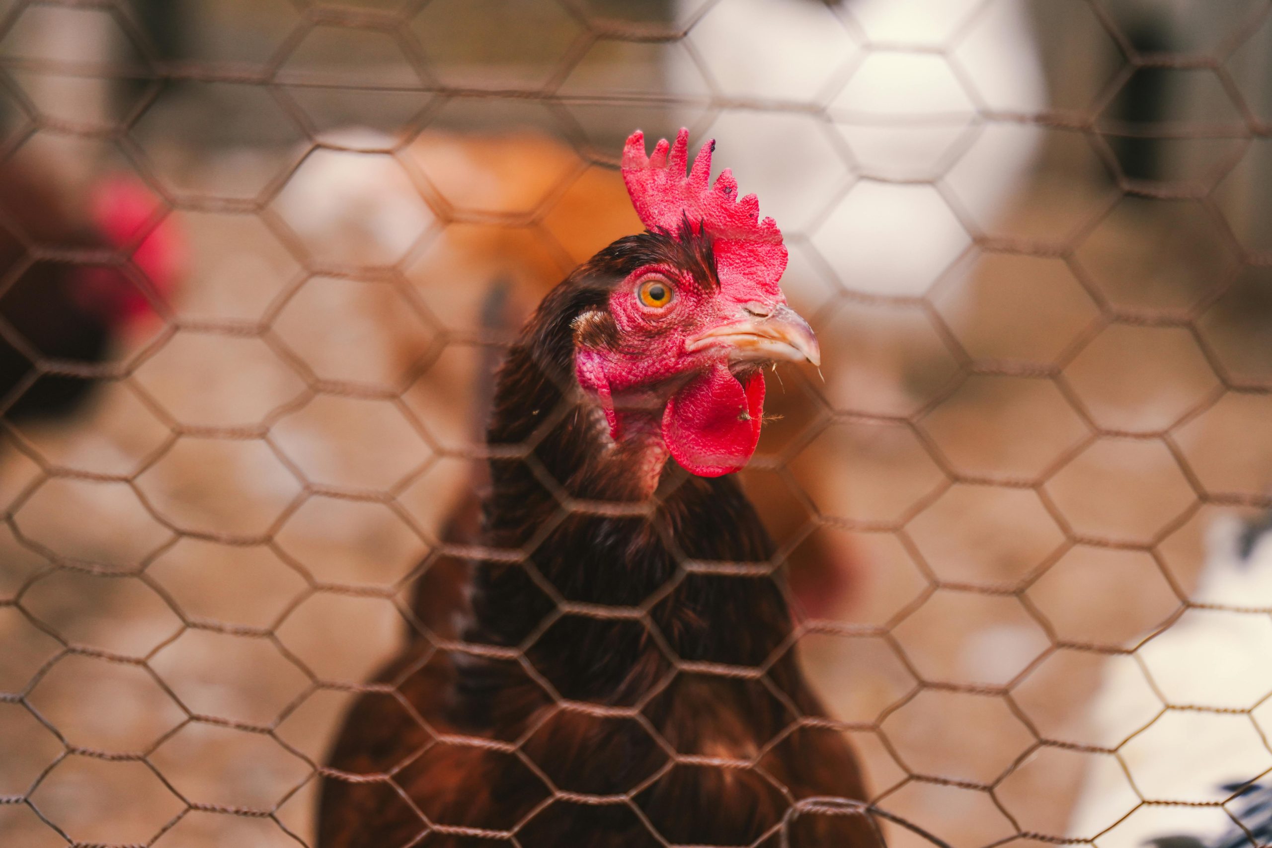 Close-up of a hen's face through a wire fence in a farm setting, showing vibrant red comb and wattles.