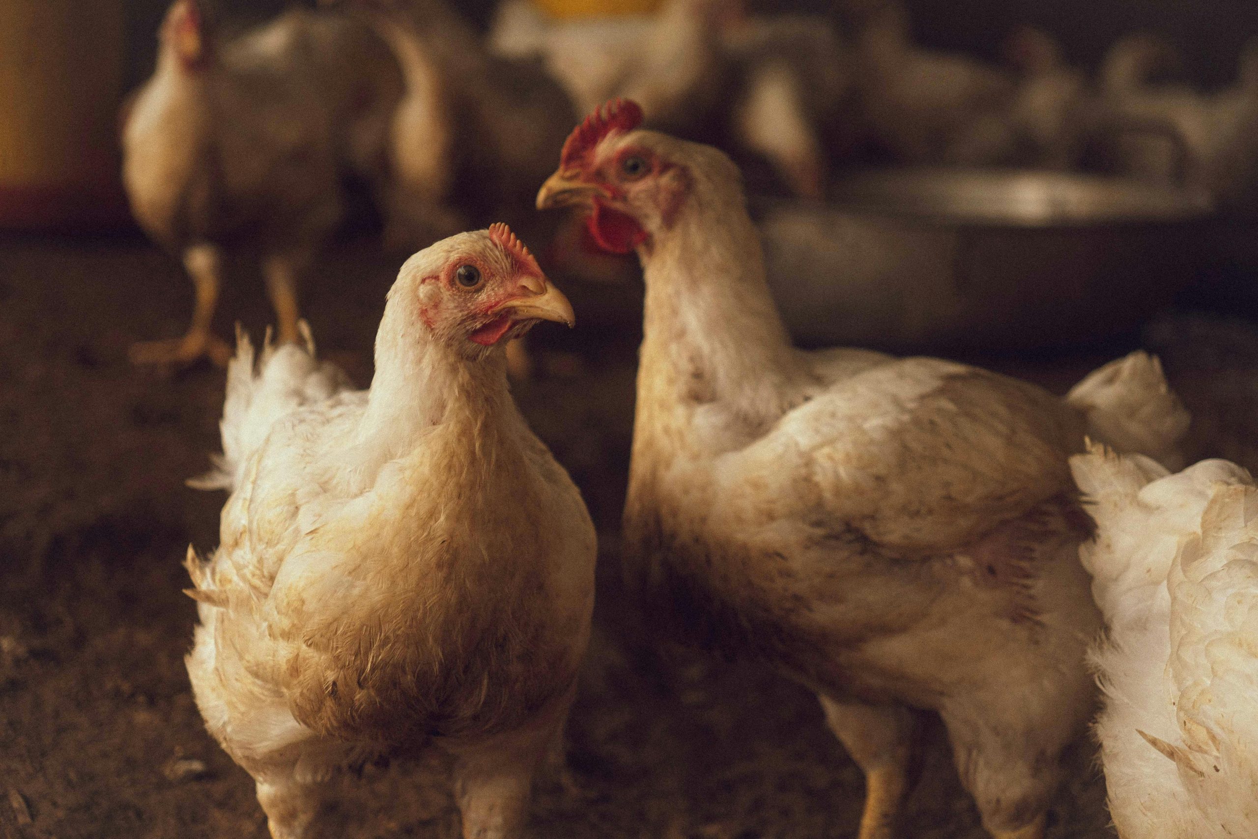 White chickens in a rustic indoor poultry farm, dim natural light casting a warm ambiance.