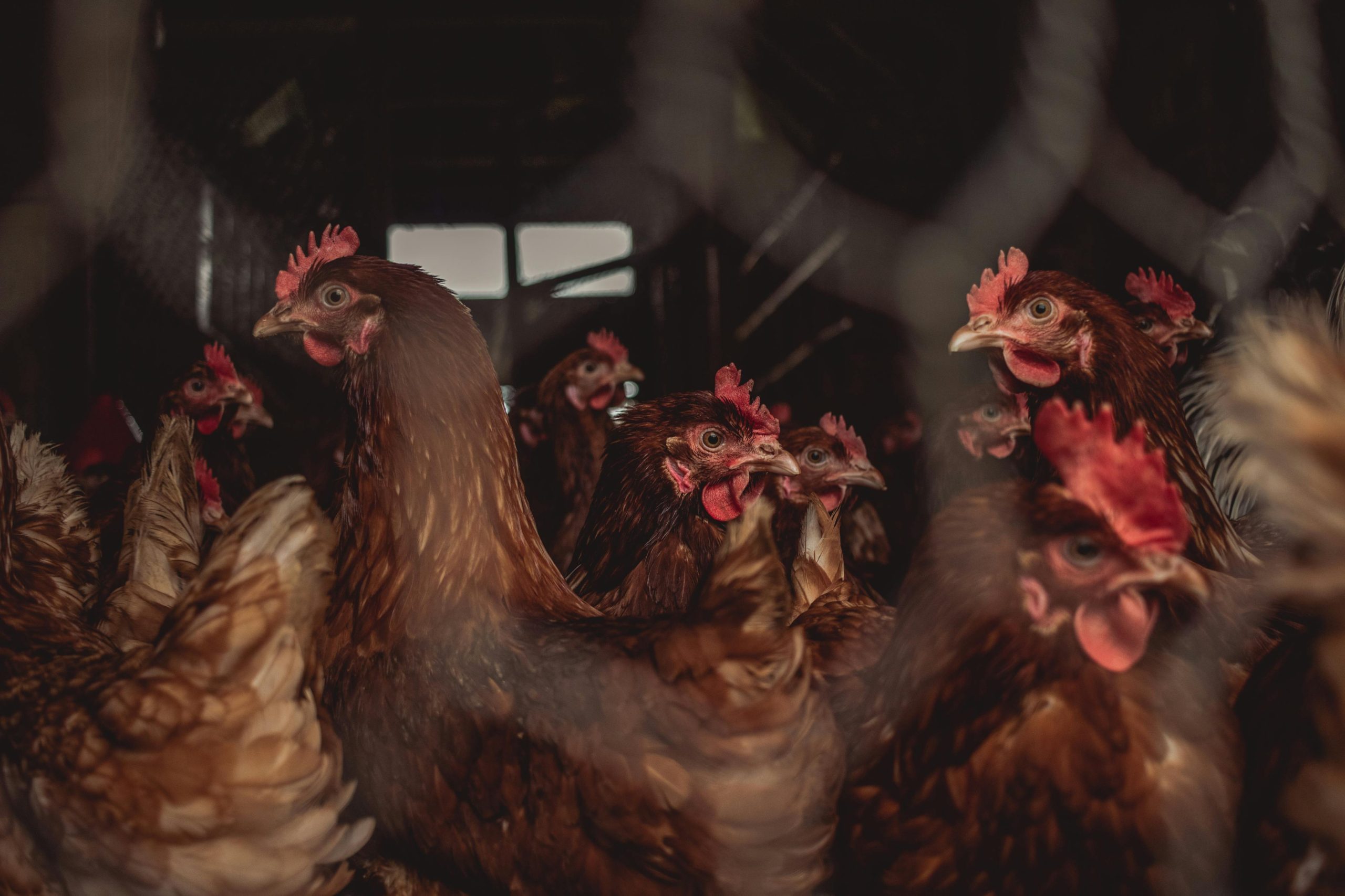 A flock of brown hens indoors, illustrating poultry farming.