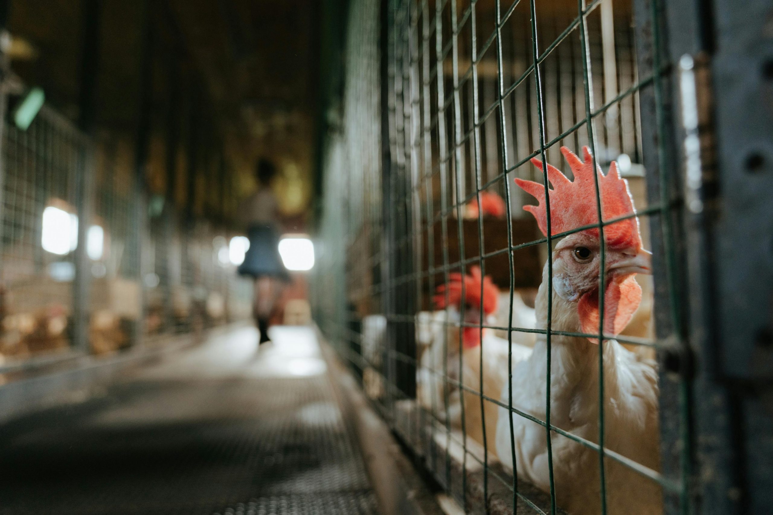 Close-up of a rooster in a farm coop, highlighting rural poultry farming setup.